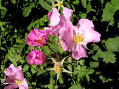 Rosa Woodsii  (Wood's Rose )