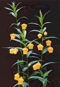 Sandersonia Aurantiaca (Chinese Lantern Lily)