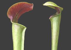 Sarracenia Alata à Gorge Rouge