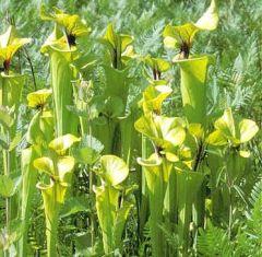 Sarracenia Flava Rugelii