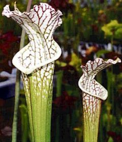 Sarracenia Leucophylla (White-Topped Pitcher Plant)