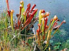 Sarracenia Minor Okefenokee Giant (Hooded Pitchers