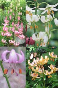 Lilium Martagon Mix (Lily Martagon)