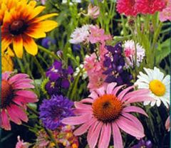 Wildflower Mix (Butterfly Flower)