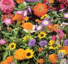 Wildflower Seeds