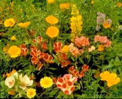 Wildflower Seeds