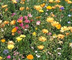 Wildflower Seeds
