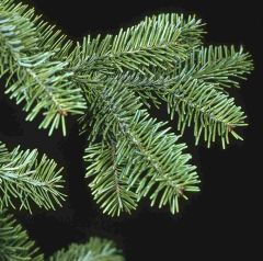 Balsam Fir Seeds