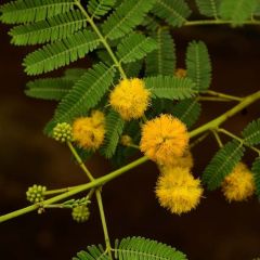 Acacia Nilotica Seeds (Acacia Arabica, Gum Arabica Tree)
