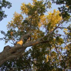 Acer Oblongum (Evergreen Maple Tree)