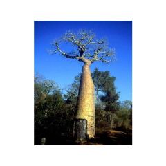 Adansonia Suarezensis