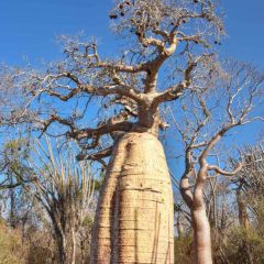 Adansonia Fony Seeds (Adansonia Rubrostipa Seeds, Fony Baobab)