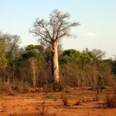 Adansonia Za Seeds (Baobab Za Seeds)