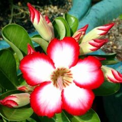 Adenium Zaftig Moon Seeds