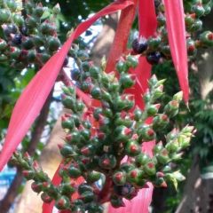 Aechmea Bracteata Seeds