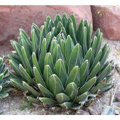 Agave