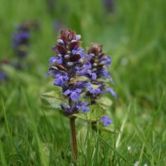 Ajuga Reptans Seeds (Blue Bugle Seeds)