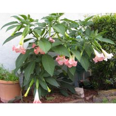 Brugmansia Suaveolens Pink (Angel's Trumpet)