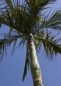 Archontophoenix Alexandrae (King Palm, Alexander Palm, Alexandra Palm)