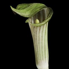 Arisaema Amurense Seeds (Jack-in-the-Pulpit Seeds)