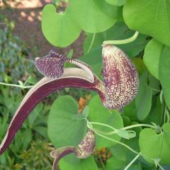 Aristolochia Ringens Seeds (Gaping Dutchman's Pipe)