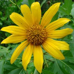 Arnica Montana Seeds (Leopard's Bane Seeds)
