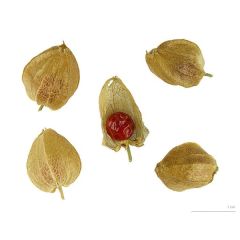 Withania Somnifera Seeds (Ashwagandha Seeds)