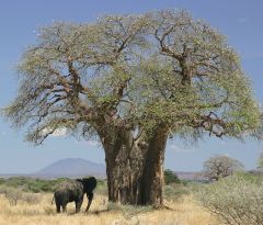 Baobab - Adansonia Digitata