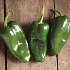 Bastan Pepper Seeds *ORGANIC*