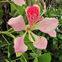 Bauhinia Monandra Seeds (Pink Orchid Tree)
