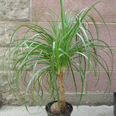 Beaucarnea Recurvata Seeds (Nolina Recurvata Seeds, Ponytail Palm Seeds)