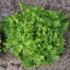 Bergams Green Lettuce Seeds
