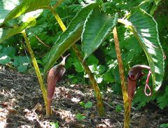 Arisaema Speciosum (Big Leaf Jack, Himalayan Giant)