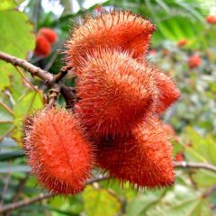 Achiote Seeds