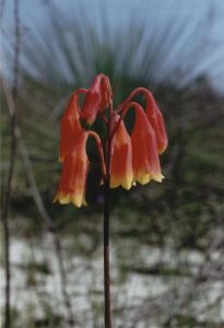 Blandfordia Grandiflora Seeds (Large Christmas Bells Seeds)