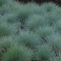 Festuca Ovina Glauca (Blue Fescue Grass)