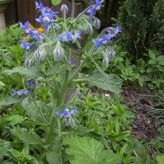 Borago Officinalis Seeds (Borage Seeds)
