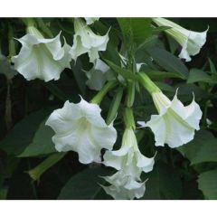 Brugmansia Suaveolens White Seeds (Angel's Trumpet)