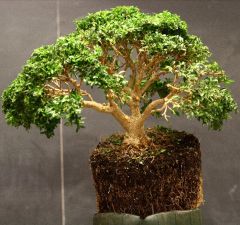 Buxus sempervirens sur Rarexoticseeds