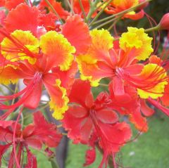Graines Caesalpinia Pulcherrima (Graines Oiseau du Paradis Rouge)