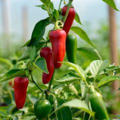 Capsicum Jalapeno Seeds