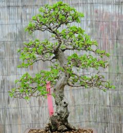 Korean Hornbeam Seeds