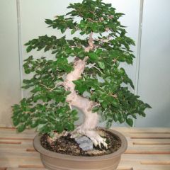 Graines Carpinus Coreana