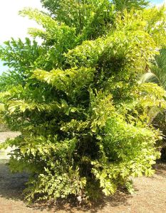 Caryota Mitis (Clustered Fishtail Palm)