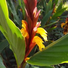 Graines Cautleya Spicata (Gingembre de l’Himalaya)