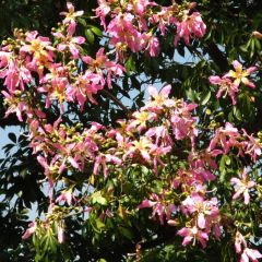 Chorisia Speciosa