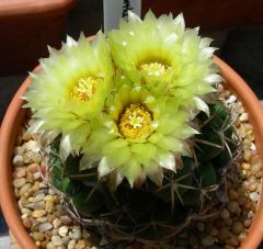 Coryphantha Bumamma Seeds