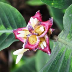 Costus Guanaiensis Seeds (Spiral Ginger Seeds)