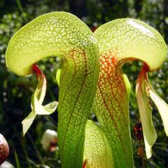 Darlingtonia Californica Seeds (Cobra Lily Seeds)