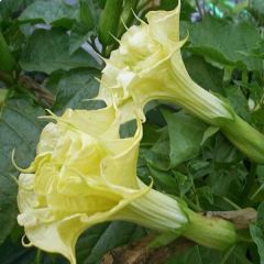 Datura Golden Queen Frilled Double Seeds (Datura Yellow)